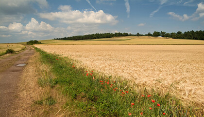 Getreidefeld mit Feldweg