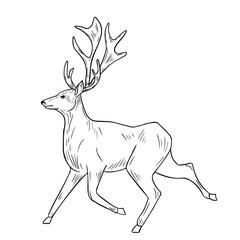 Deer run hand drawn black white vector illustration. Wild doe stag monochrome sketch for winter and Christmas design. Woodland animal with antlers outline for seasonal holiday cards, zoo, books.