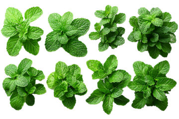 A vibrant collection of fresh mint leaves showcases various types, illustrating their rich green color and distinct textures, perfect for culinary and herbal use.