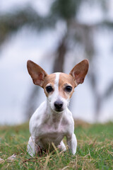 jack russell terrier