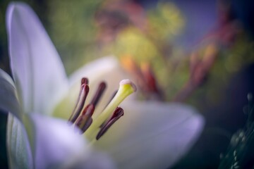 Macro of white lily flower with visible stamens and dreamy colorful bokeh background.