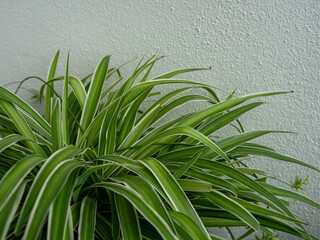 Obraz premium Lush spider plant with variegated green leaves against a textured wall