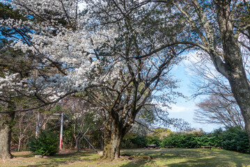 春の桜の風景　滋賀県大津市皇子が丘公園