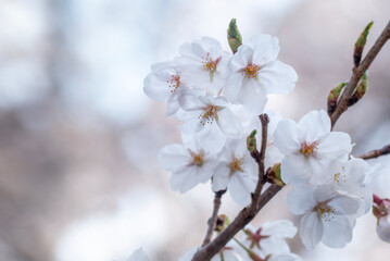 春の桜の風景　滋賀県大津市皇子が丘公園