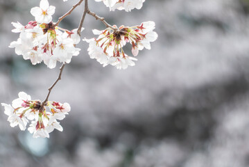 春の桜の風景　滋賀県大津市皇子が丘公園