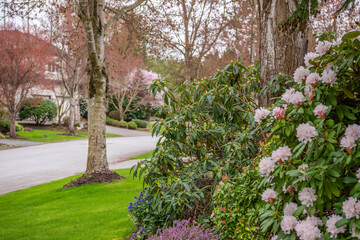 Two story stucco luxury house with nice spring blossom landscape in Vancouver, Canada, North...