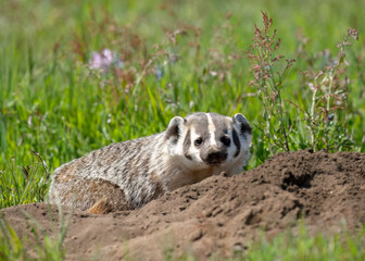 The American badger (Taxidea taxus) is a North American badger similar in appearance to the European badger, although not closely related.