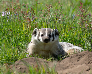 The American badger (Taxidea taxus), Point Reyes, National Seashore, is a North American badger similar in appearance to the European badger, although not closely related. © TomIngramPhotography