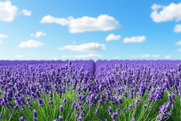 Naklejka premium Lavender fields under a clear blue sky create a serene landscape during summer