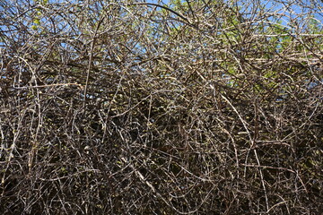 Intricate patterns of dry twigs and branches against a blue sky, showcasing nature's textures and organic forms.
