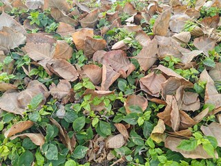 Plants Dry leaves or dried foliage of tree on ground floor in forest garden. 
Outdoor Green environment.
Close Up Panaromic view of Dry Autumn leaves Background.
Trees leaves shuttered on Landscaping