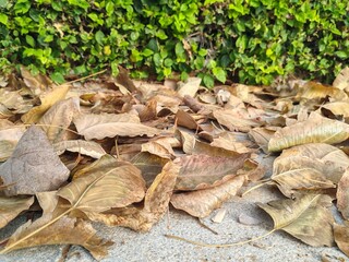 Plants Dry leaves or dried foliage of tree on ground floor in forest garden. 
Outdoor Green environment.
Close Up Panaromic view of Dry Autumn leaves Background.
Trees leaves shuttered on Landscaping