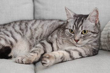 Grey striped cat lying on sofa