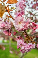 Close-up of Double Petal Pink  Prunus Kanzan Cherry Flower Blooms on a Spring Day