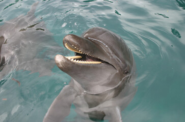 Scuba Diving | Marine life | Diver | Ocean