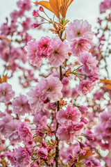 Close-up of Double Petal Pink  Prunus Kanzan Cherry Flower Blooms on a Spring Day