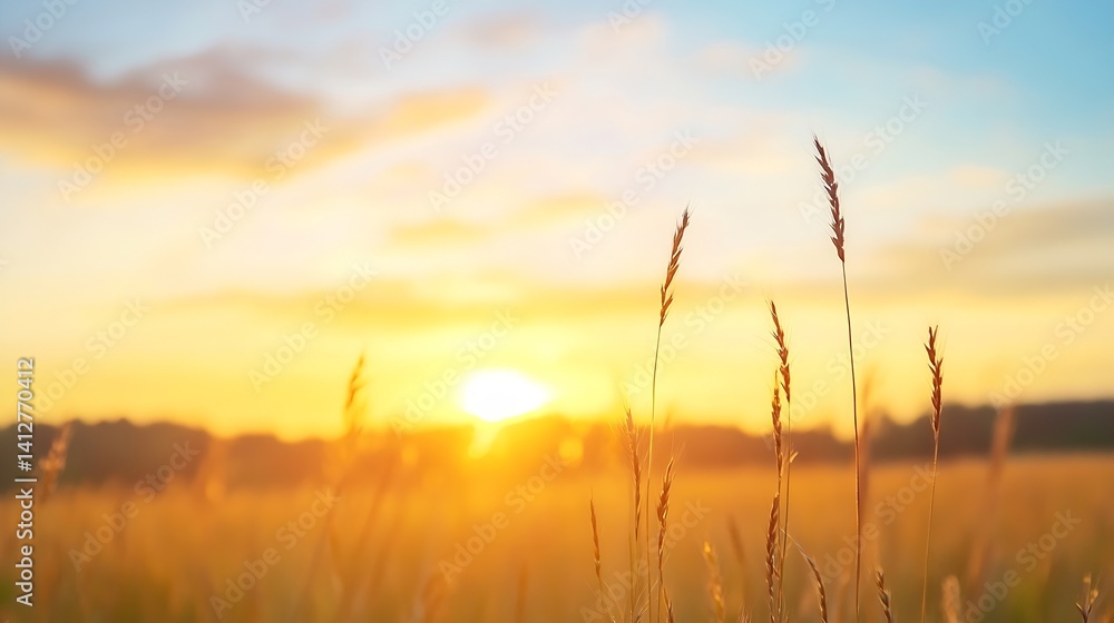 Aufkleber golden sunrise over a serene field with tall grass and soft clouds : generative ai