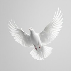 Fototapeta premium A white dove in flight