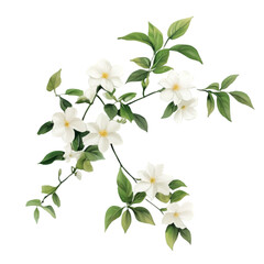 A branch of white flowers with green leaves and white background. 
