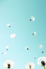 Dandelion Seeds Floating in Blue Sky, Nature Background