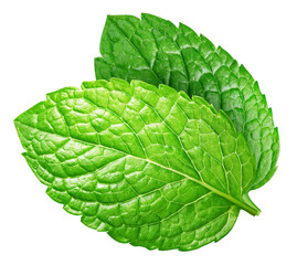 Spearmint leaf isolated on white background. Mint clipping path.