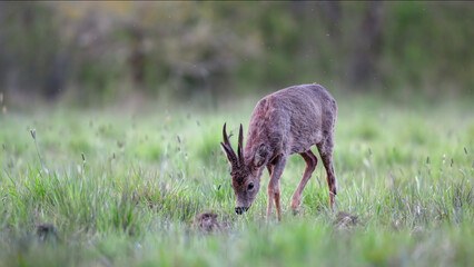Roe deer buck walking on the lookout, pretending to eat grass in a clearing at the end of the day. Capreolus capreolus, Sologne, Loiret 45, région Centre Val de Loire, France, European Union, Europe