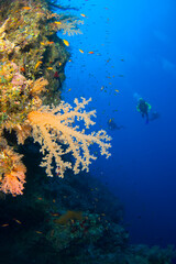 Scuba Diving | Marine life | Diver | Ocean
