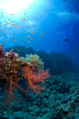 Scuba Diving | Marine life | Diver | Ocean
