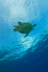 Scuba Diving | Marine life | Diver | Ocean
