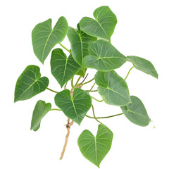 "Polyscias Scutellaria Plant – Isolated on White Background. , nature-inspired plant, plant stock photo white background, modern interior plant, plant leaf arrangement, lush indoor decor, green plan

