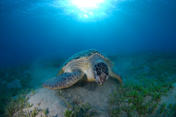 Scuba Diving | Marine life | Diver | Ocean
