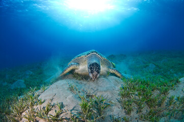 Scuba Diving | Marine life | Diver | Ocean
