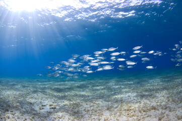 Scuba Diving | Marine life | Diver | Ocean
