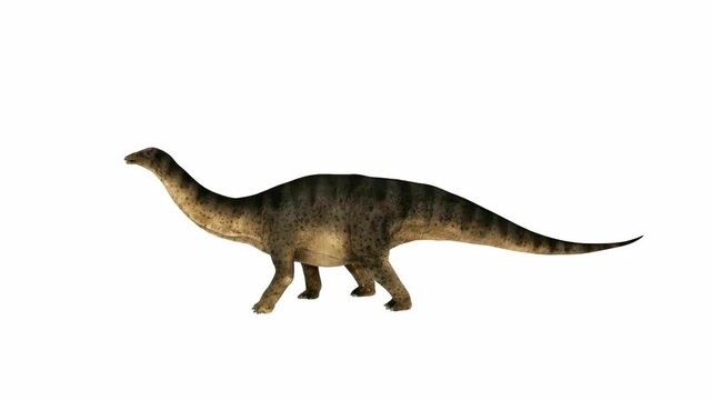 Sauropod Dinosaur walking on a white background. Alpha channel. 3D Render
