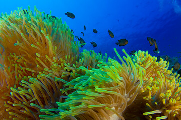 Scuba Diving | Marine life | Diver | Ocean
