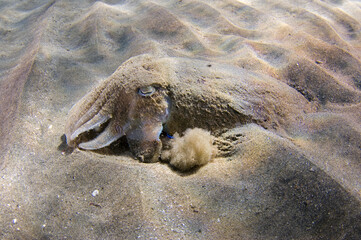 Scuba Diving | Marine life | Diver | Ocean

