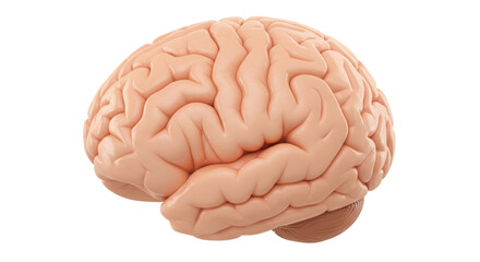 Isolated Human Brain