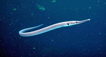 Snipe Eel Swimming Mesopelagic Twilight Zone JPG - Dimly Lit Deep Ocean Fish Wildlife Movement Photo