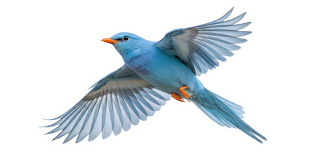 Isolated blue bird