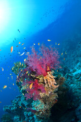 Scuba Diving | Marine life | Diver | Ocean
