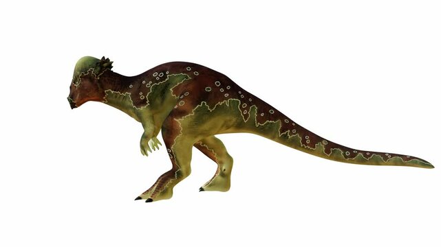Detailed 3D rendering of a Pachycephalosaurus on White Isolated Background. Alpha channel.