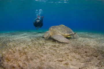 Scuba Diving | Marine life | Diver | Ocean
