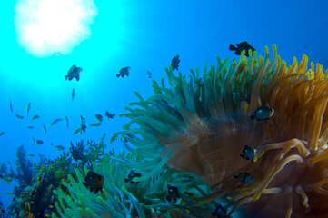 Scuba Diving | Marine life | Diver | Ocean
