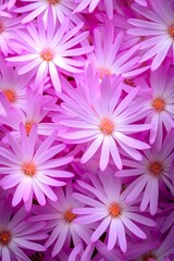 Obraz premium Vibrant Pink Flowers Close Up Bouquet Floral Background