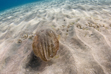 Scuba Diving | Marine life | Diver | Ocean
