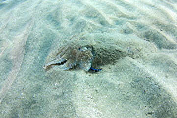 Scuba Diving | Marine life | Diver | Ocean
