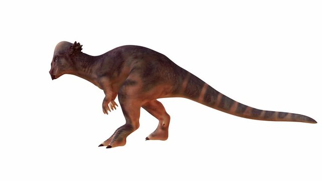 Detailed 3D rendering of a Pachycephalosaurus on White Isolated Background. Alpha channel.