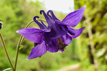 Close up of the head and bud of an Aquilegia vulgaris, also known as Common Columbine
