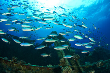 Scuba Diving | Marine life | Diver | Ocean