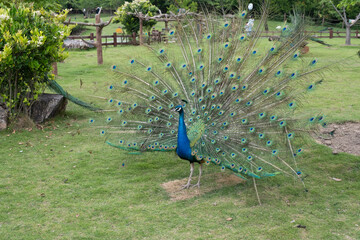 Obraz premium Majestic Peacock Displaying Tail Feathers